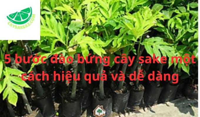 5 bước đào bứng cây sake một cách hiệu quả và dễ dàng