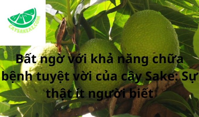 Bất ngờ với khả năng chữa bệnh tuyệt vời của cây Sake: Sự thật ít người biết