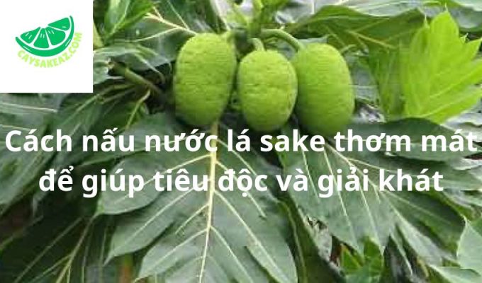 Cách nấu nước lá sake thơm mát để giúp tiêu độc và giải khát