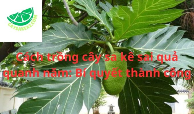 Cách trồng cây sa kê sai quả quanh năm: Bí quyết thành công