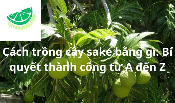 Cách trồng cây sake bằng gì: Bí quyết thành công từ A đến Z