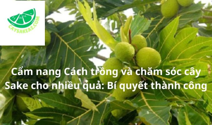 Cẩm nang Cách trồng và chăm sóc cây Sake cho nhiều quả: Bí quyết thành công