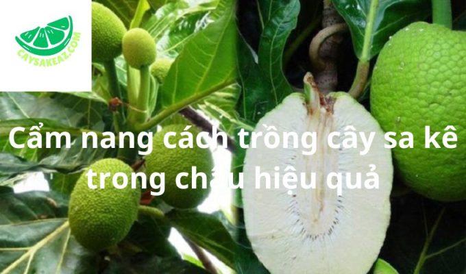 Cẩm nang cách trồng cây sa kê trong chậu hiệu quả