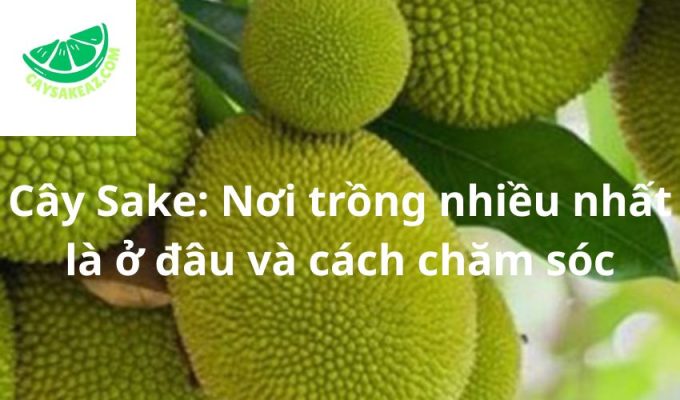 Cây Sake: Nơi trồng nhiều nhất là ở đâu và cách chăm sóc