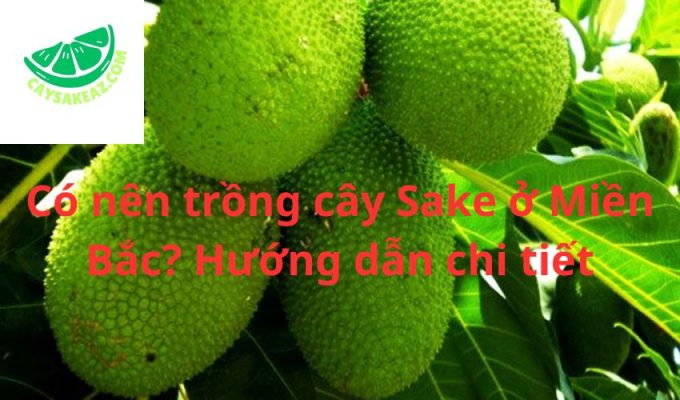 Có nên trồng cây Sake ở Miền Bắc? Hướng dẫn chi tiết