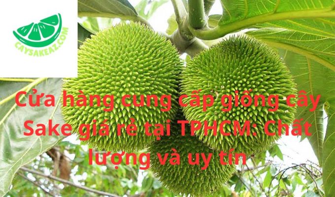 Cửa hàng cung cấp giống cây Sake giá rẻ tại TPHCM: Chất lượng và uy tín