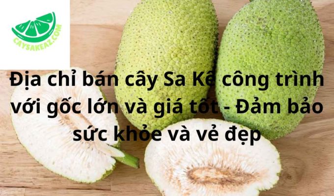 Địa chỉ bán cây Sa Kê công trình với gốc lớn và giá tốt - Đảm bảo sức khỏe và vẻ đẹp