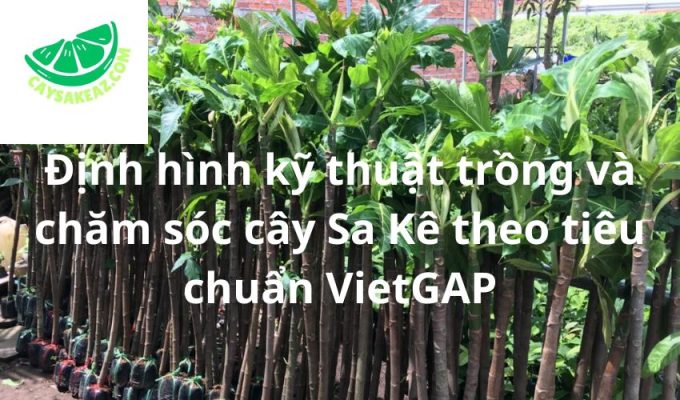 Định hình kỹ thuật trồng và chăm sóc cây Sa Kê theo tiêu chuẩn VietGAP