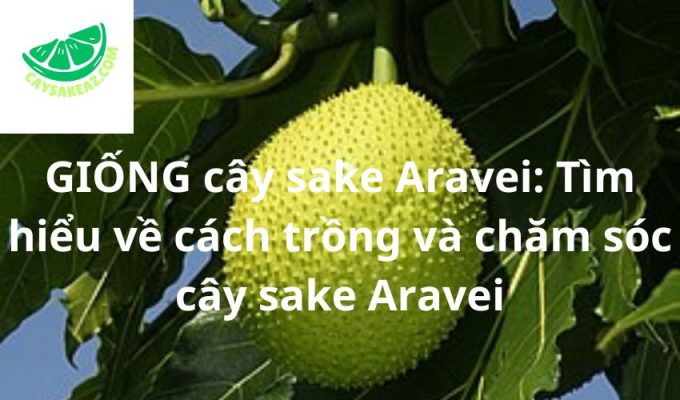 GIỐNG cây sake Aravei: Tìm hiểu về cách trồng và chăm sóc cây sake Aravei