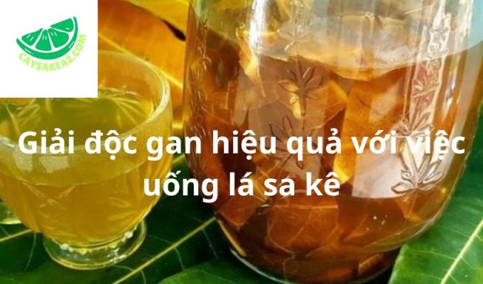 Giải độc gan hiệu quả với việc uống lá sa kê