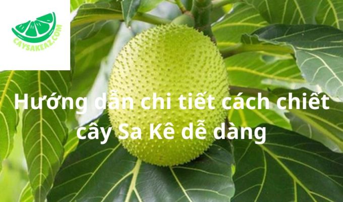 Hướng dẫn chi tiết cách chiết cây Sa Kê dễ dàng