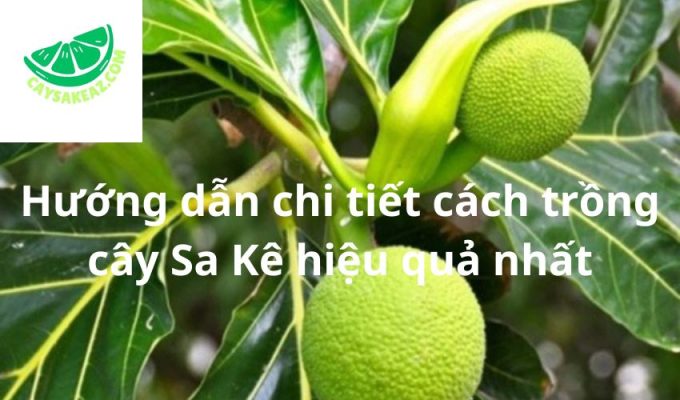 Hướng dẫn chi tiết cách trồng cây Sa Kê hiệu quả nhất