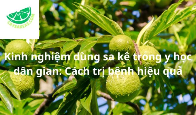 Kinh nghiệm dùng sa kê trong y học dân gian: Cách trị bệnh hiệu quả