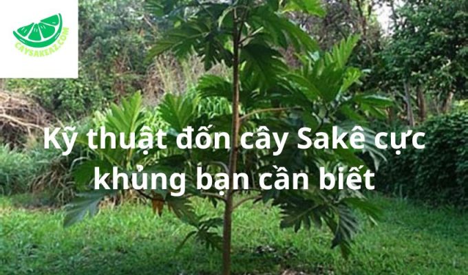 Kỹ thuật đốn cây Sakê cực khủng bạn cần biết