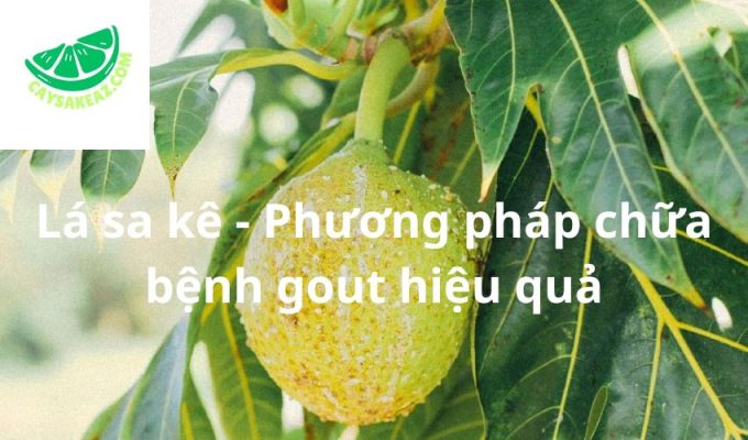 Lá sa kê - Phương pháp chữa bệnh gout hiệu quả