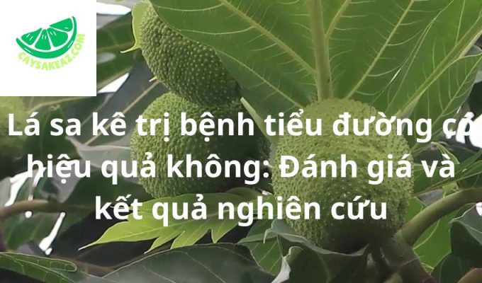 Lá sa kê trị bệnh tiểu đường có hiệu quả không: Đánh giá và kết quả nghiên cứu