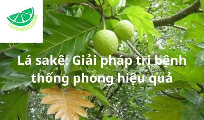 Lá sakê: Giải pháp trị bệnh thống phong hiệu quả