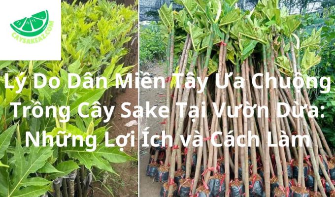 Lý Do Dân Miền Tây Ưa Chuộng Trồng Cây Sake Tại Vườn Dừa: Những Lợi Ích và Cách Làm