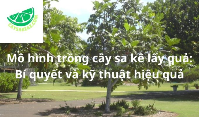 Mô hình trồng cây sa kê lấy quả: Bí quyết và kỹ thuật hiệu quả