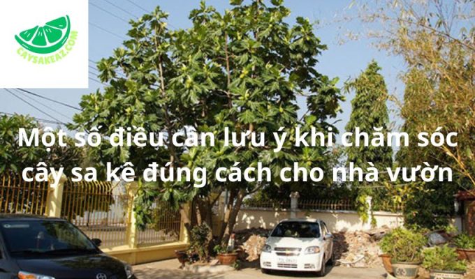 Một số điều cần lưu ý khi chăm sóc cây sa kê đúng cách cho nhà vườn