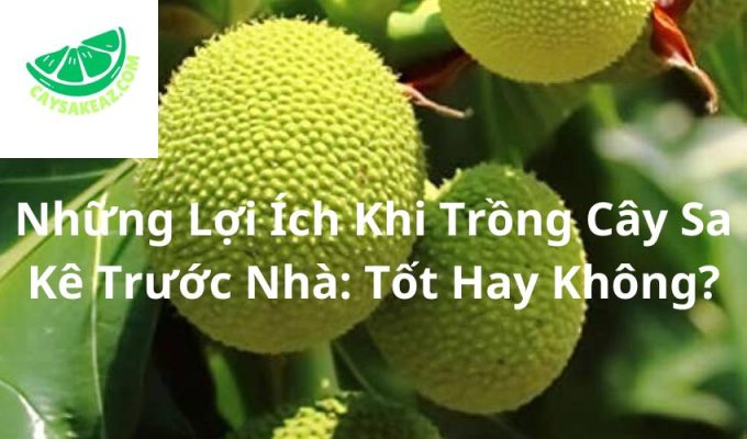 Những Lợi Ích Khi Trồng Cây Sa Kê Trước Nhà: Tốt Hay Không?