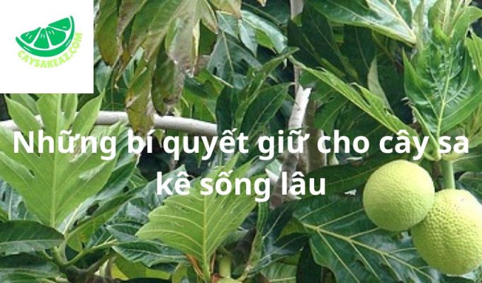 Những bí quyết giữ cho cây sa kê sống lâu