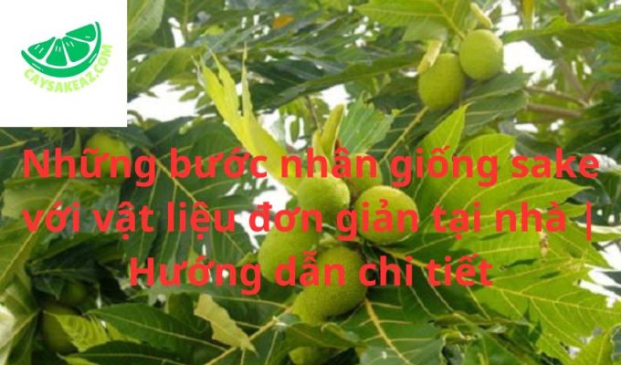 Những bước nhân giống sake với vật liệu đơn giản tại nhà | Hướng dẫn chi tiết