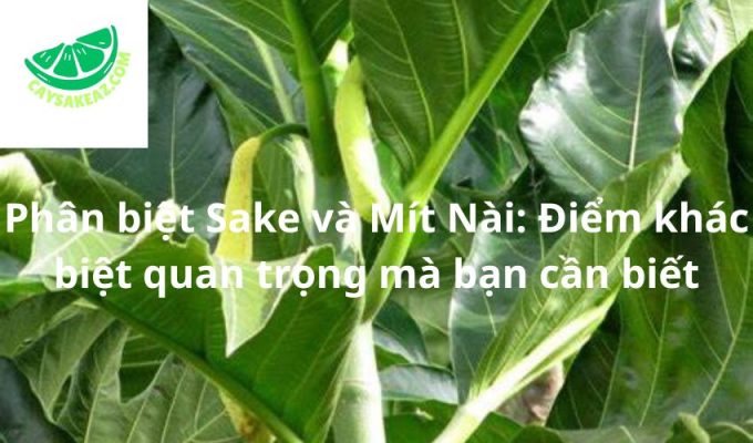 Phân biệt Sake và Mít Nài: Điểm khác biệt quan trọng mà bạn cần biết