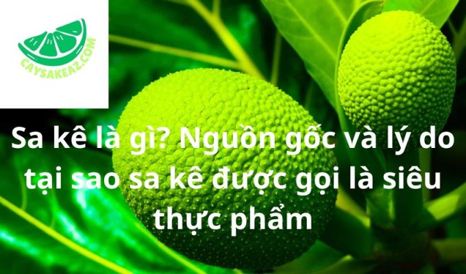 Sa kê là gì? Nguồn gốc và lý do tại sao sa kê được gọi là siêu thực phẩm