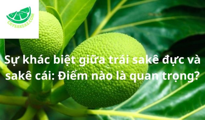 Sự khác biệt giữa trái sakê đực và sakê cái: Điểm nào là quan trọng?