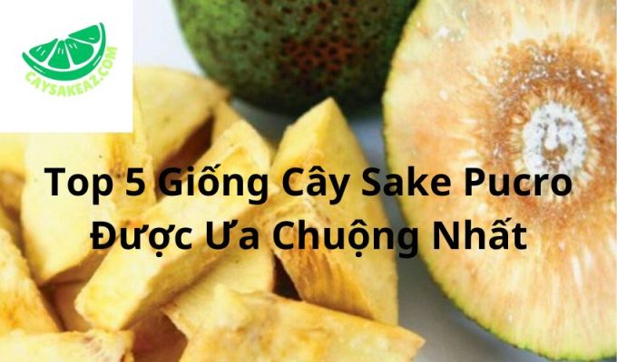 Top 5 Giống Cây Sake Pucro Được Ưa Chuộng Nhất