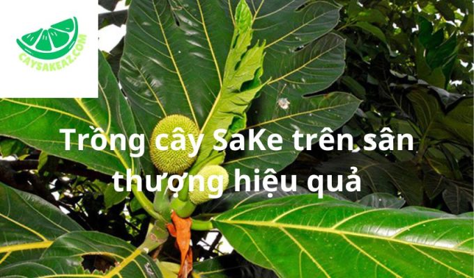 Trồng cây SaKe trên sân thượng hiệu quả